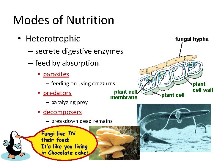 Modes of Nutrition • Heterotrophic fungal hypha – secrete digestive enzymes – feed by