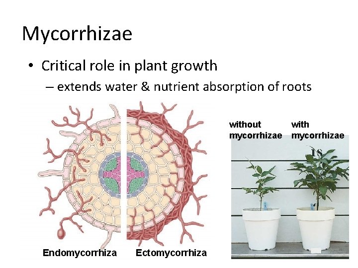 Mycorrhizae • Critical role in plant growth – extends water & nutrient absorption of