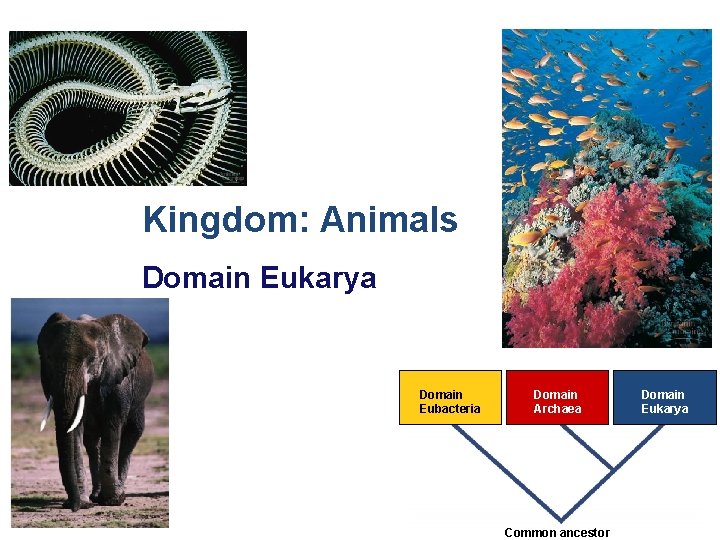 Kingdom: Animals Domain Eukarya Domain Eubacteria Domain Archaea 2007 -2008 Common ancestor Domain Eukarya