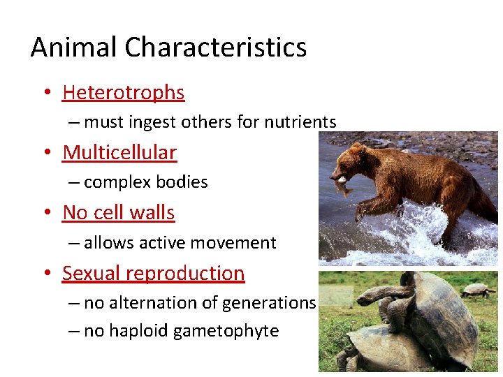 Animal Characteristics • Heterotrophs – must ingest others for nutrients • Multicellular – complex