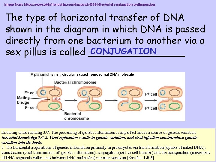 Image from: https: //www. withfriendship. com/images/i/40591/Bacterial-conjugation-wallpaper. jpg The type of horizontal transfer of DNA