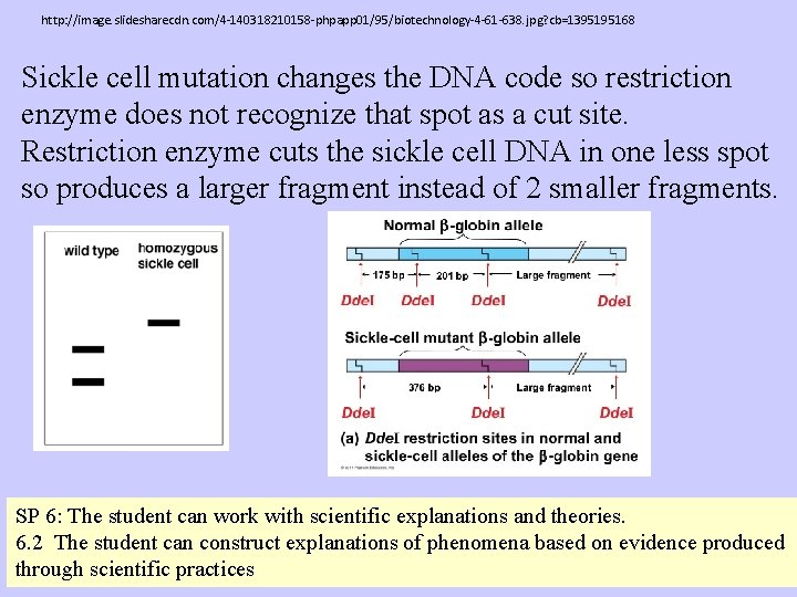 http: //image. slidesharecdn. com/4 -140318210158 -phpapp 01/95/biotechnology-4 -61 -638. jpg? cb=1395195168 Sickle cell mutation