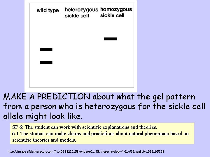 MAKE A PREDICTION about what the gel pattern from a person who is heterozygous