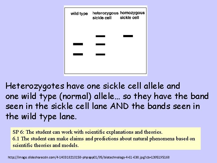 Heterozygotes have one sickle cell allele and one wild type (normal) allele… so they