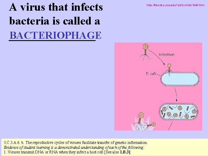 A virus that infects bacteria is called a ________ BACTERIOPHAGE http: //faculty. uca. edu/~johnc/mbi