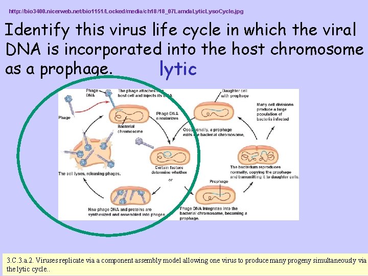 http: //bio 3400. nicerweb. net/bio 1151/Locked/media/ch 18/18_07 Lamda. Lytic. Lyso. Cycle. jpg Identify this