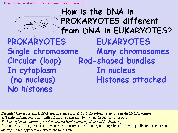 Image: © Pearson Education Inc, publishing as Pearson Prentice Hall. How is the DNA