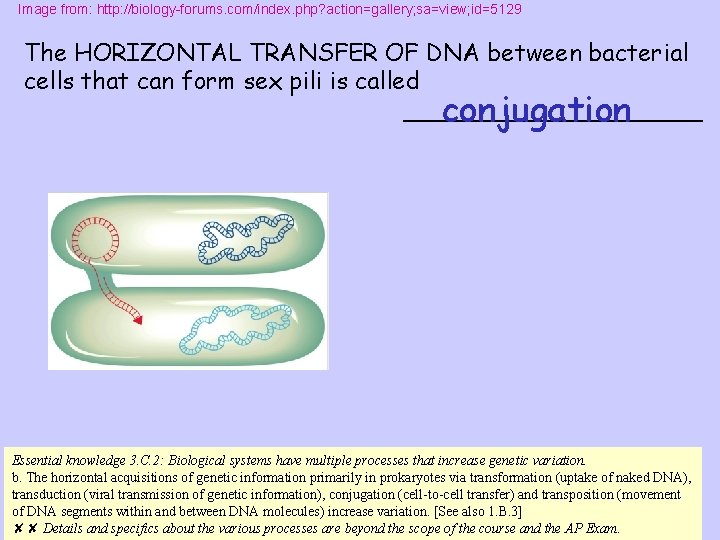 Image from: http: //biology-forums. com/index. php? action=gallery; sa=view; id=5129 The HORIZONTAL TRANSFER OF DNA