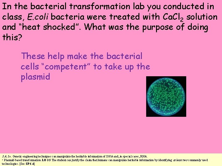 In the bacterial transformation lab you conducted in class, E. coli bacteria were treated