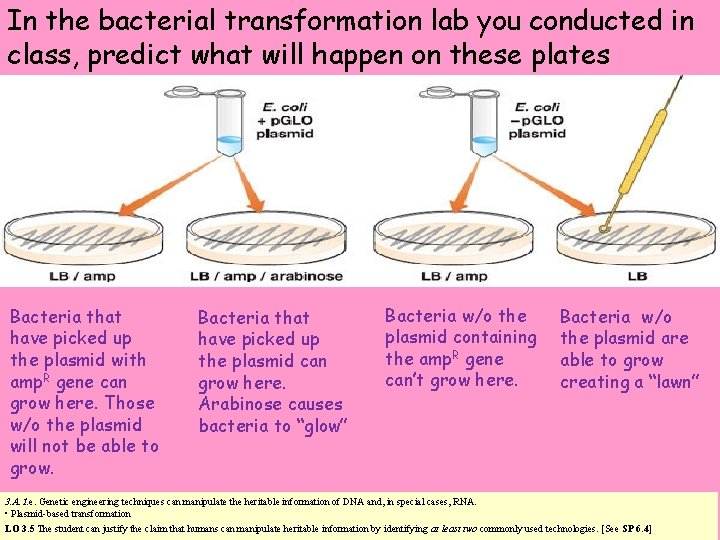 In the bacterial transformation lab you conducted in class, predict what will happen on