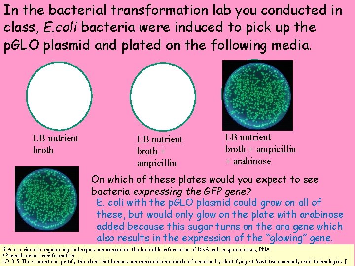 In the bacterial transformation lab you conducted in class, E. coli bacteria were induced