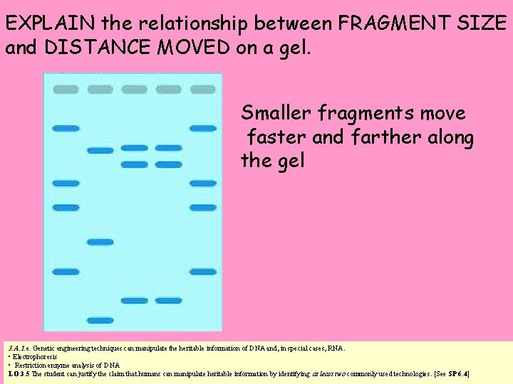 EXPLAIN the relationship between FRAGMENT SIZE and DISTANCE MOVED on a gel. Smaller fragments