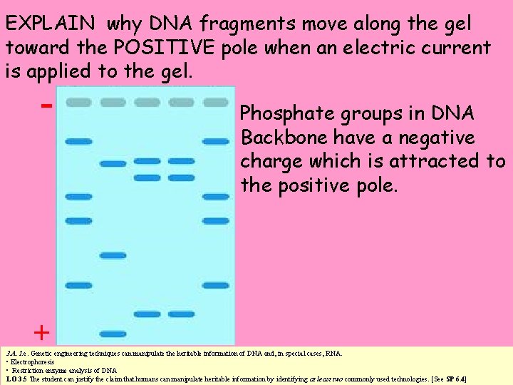 EXPLAIN why DNA fragments move along the gel toward the POSITIVE pole when an