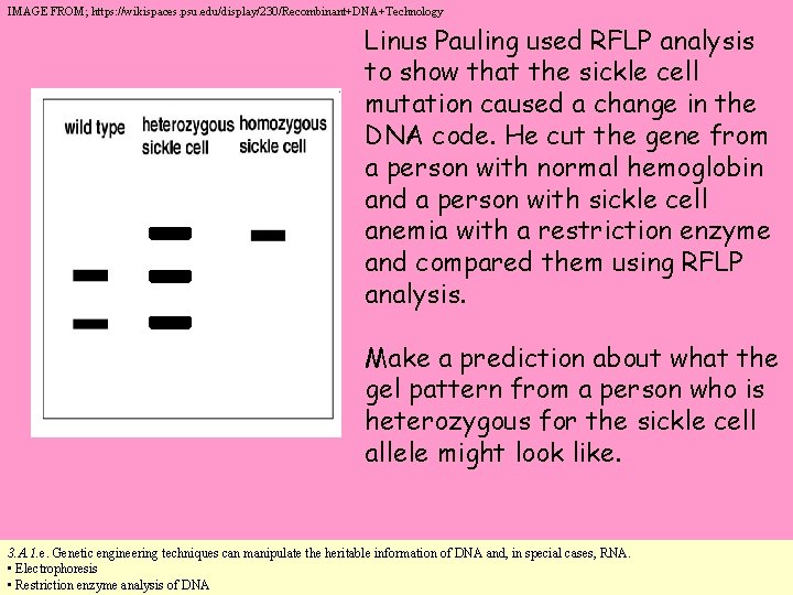 IMAGE FROM; https: //wikispaces. psu. edu/display/230/Recombinant+DNA+Technology Linus Pauling used RFLP analysis to show that