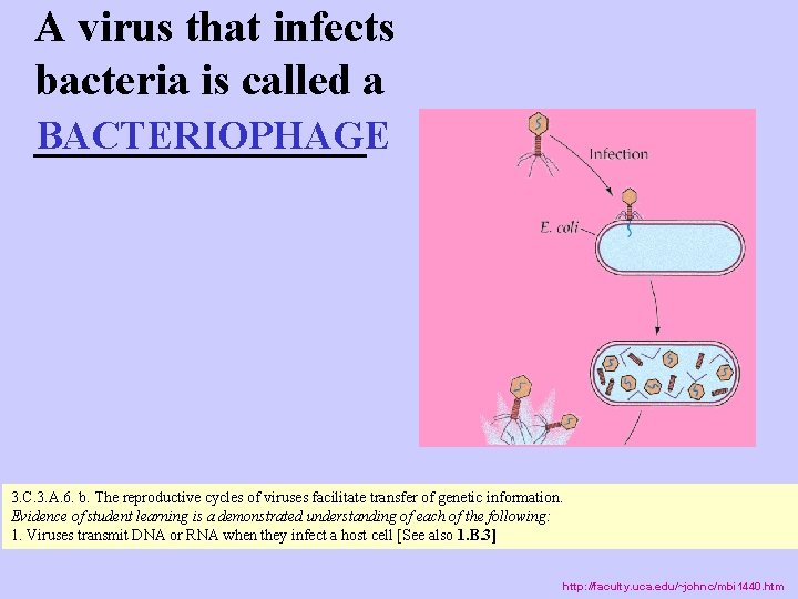 A virus that infects bacteria is called a ________ BACTERIOPHAGE 3. C. 3. A.