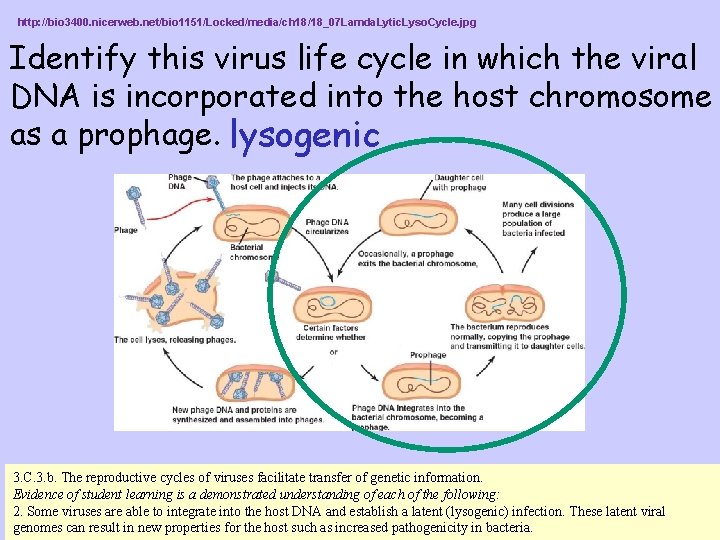 http: //bio 3400. nicerweb. net/bio 1151/Locked/media/ch 18/18_07 Lamda. Lytic. Lyso. Cycle. jpg Identify this