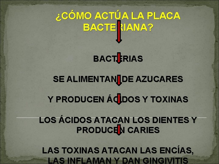 ¿CÓMO ACTÚA LA PLACA BACTERIANA? BACTERIAS SE ALIMENTAN, DE AZUCARES Y PRODUCEN ÁCIDOS Y