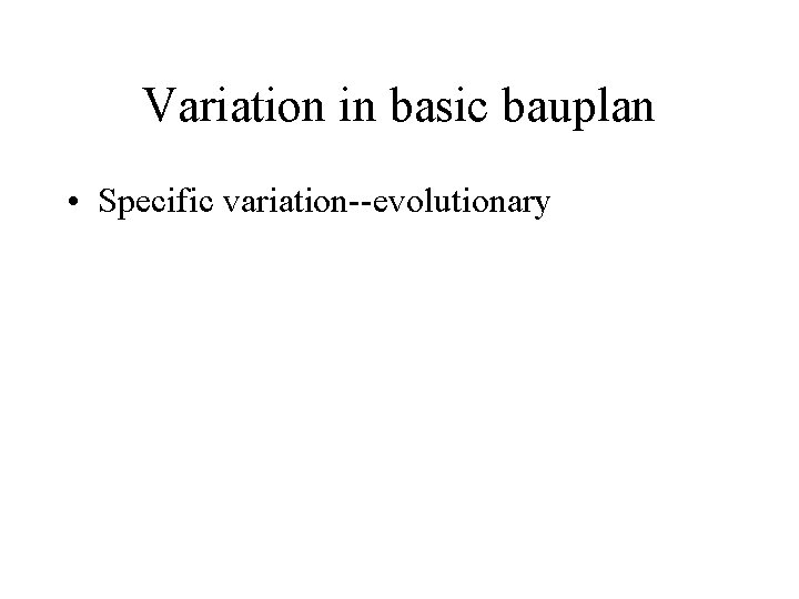 Variation in basic bauplan • Specific variation--evolutionary 