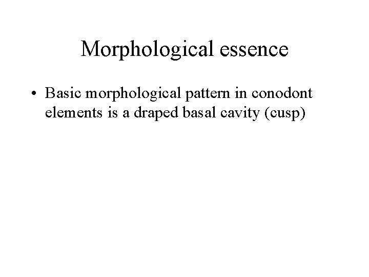 Morphological essence • Basic morphological pattern in conodont elements is a draped basal cavity