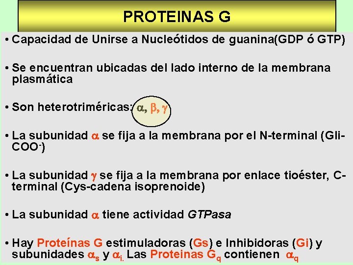 PROTEINAS G • Capacidad de Unirse a Nucleótidos de guanina(GDP ó GTP) • Se