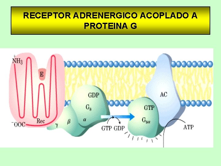 RECEPTOR ADRENERGICO ACOPLADO A PROTEINA G 