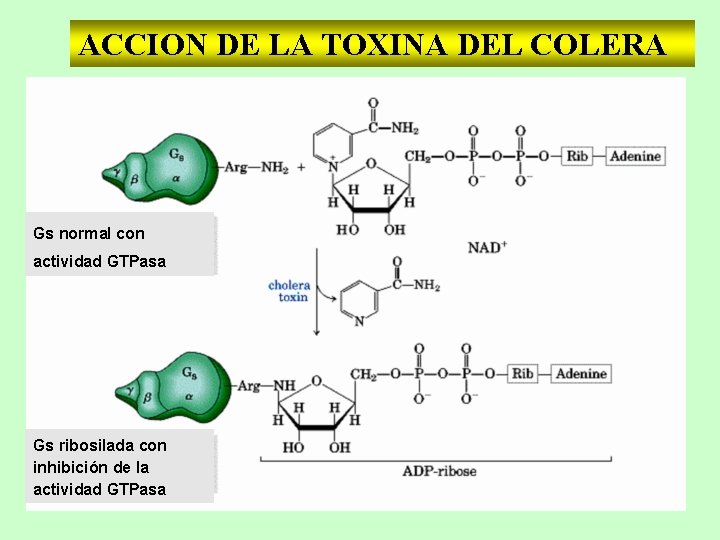 ACCION DE LA TOXINA DEL COLERA Gs normal con actividad GTPasa Gs ribosilada con