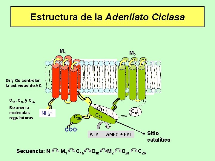 Estructura de la Adenilato Ciclasa M 1 M 2 Gi y Gs controlan la