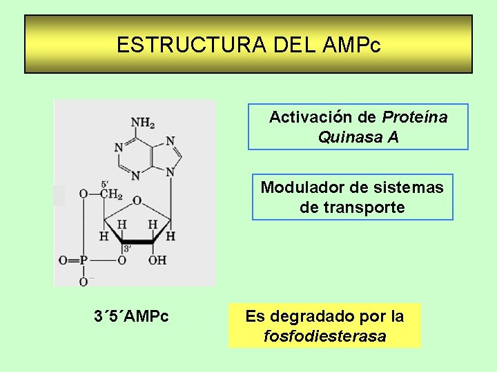 ESTRUCTURA DEL AMPc Activación de Proteína Quinasa A Modulador de sistemas de transporte 3´