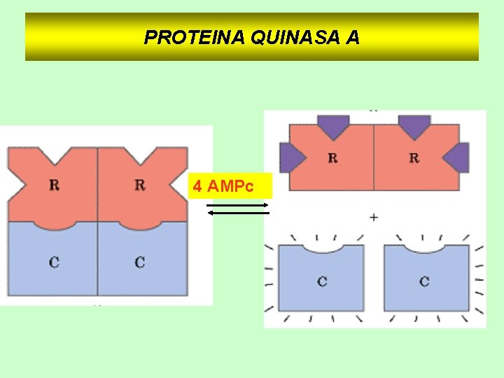 PROTEINA QUINASA A 4 AMPc 