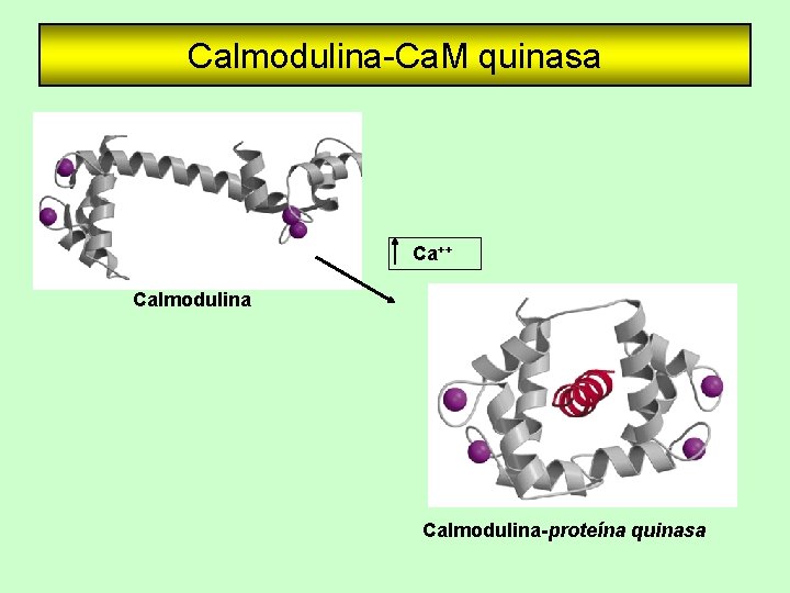 Calmodulina-Ca. M quinasa Ca++ Calmodulina-proteína quinasa 