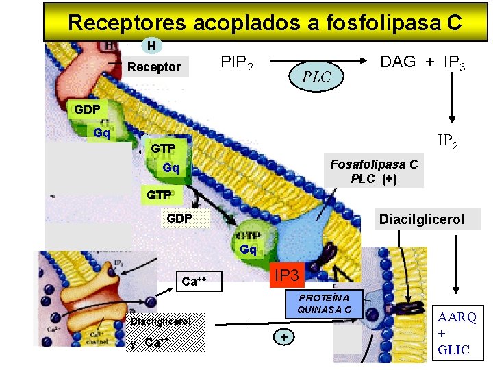 Receptores acoplados a fosfolipasa C H PIP 2 Receptor PLC DAG + IP 3
