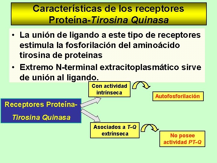 Características de los receptores Proteína-Tirosina Quinasa • La unión de ligando a este tipo