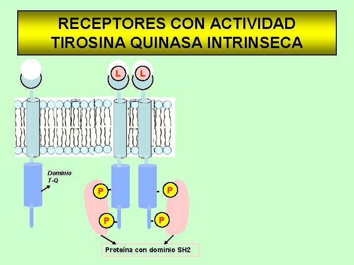 RECEPTORES CON ACTIVIDAD TIROSINA QUINASA INTRINSECA L L Dominio T-Q P P Proteína con