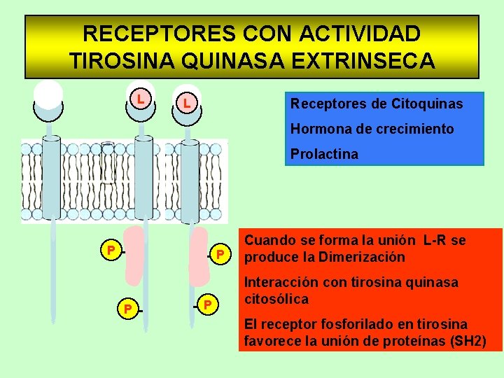 RECEPTORES CON ACTIVIDAD TIROSINA QUINASA EXTRINSECA L Receptores de Citoquinas L Hormona de crecimiento