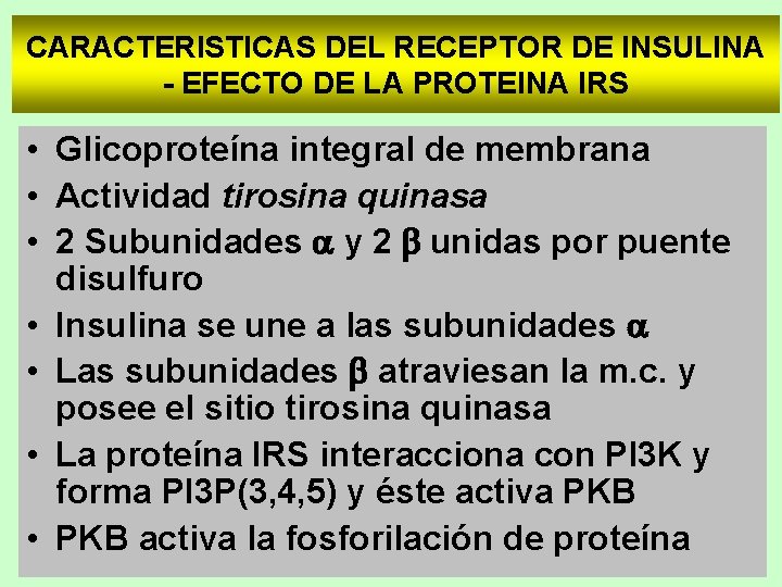 CARACTERISTICAS DEL RECEPTOR DE INSULINA - EFECTO DE LA PROTEINA IRS • Glicoproteína integral