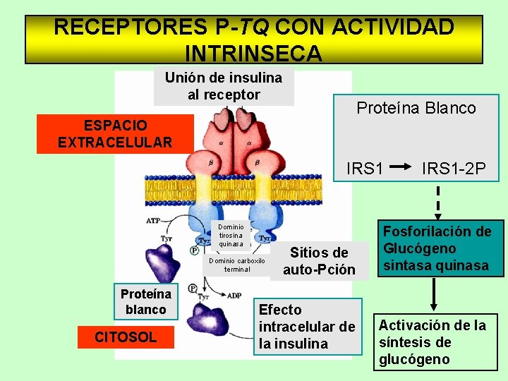 RECEPTORES P-TQ CON ACTIVIDAD INTRINSECA Unión de insulina al receptor Proteína Blanco ESPACIO EXTRACELULAR