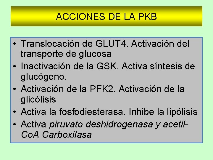 ACCIONES DE LA PKB • Translocación de GLUT 4. Activación del transporte de glucosa