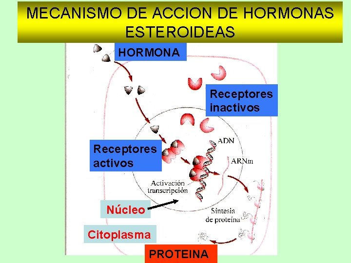 MECANISMO DE ACCION DE HORMONAS ESTEROIDEAS HORMONA Receptores inactivos Receptores activos Núcleo Citoplasma PROTEINA