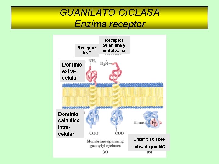 GUANILATO CICLASA Enzima receptor Receptor ANF Receptor Guanilina y endotoxina Dominio extracelular Dominio catalítico