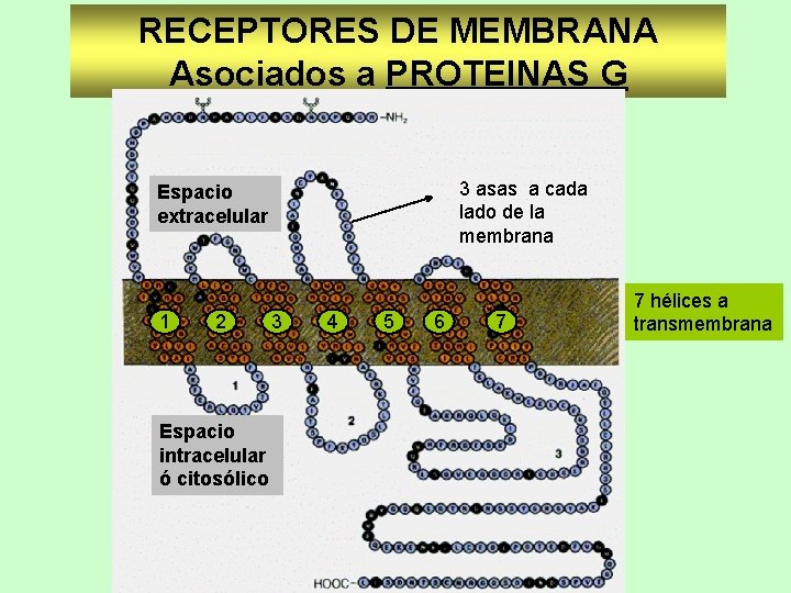 RECEPTORES DE MEMBRANA Asociados a PROTEINAS G Extremo amino con C. Polisac. 3 asas