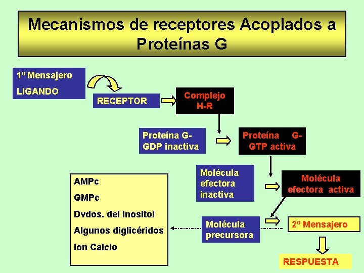 Mecanismos de receptores Acoplados a Proteínas G 1º Mensajero LIGANDO RECEPTOR Complejo H-R Proteína