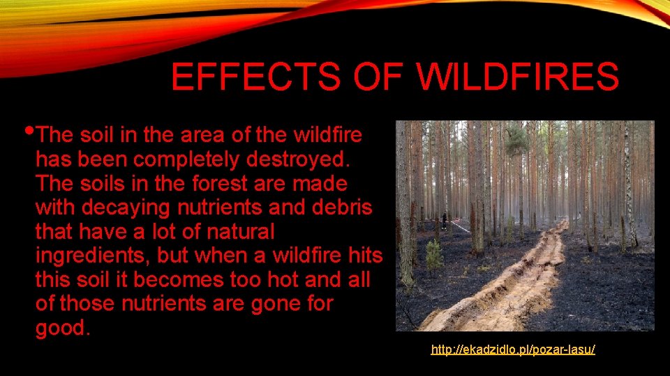 EFFECTS OF WILDFIRES • The soil in the area of the wildfire has been