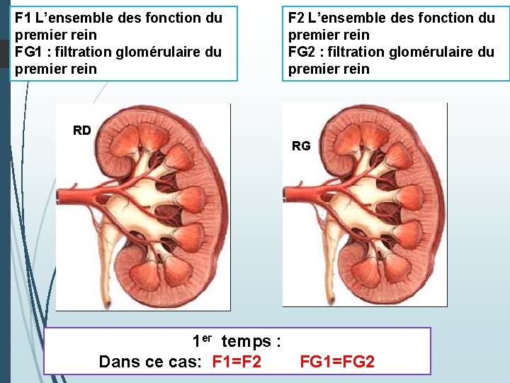 F 1 L’ensemble des fonction du premier rein FG 1 : filtration glomérulaire du