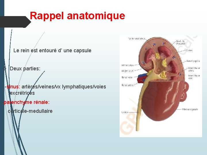 Rappel anatomique Le rein est entouré d’ une capsule Deux parties: -sinus: artères/veines/vx lymphatiques/voies