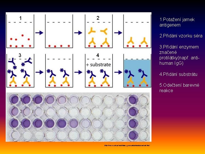 1 2 1. Potažení jamek antigenem 2. Přidání vzorku séra 3 3. Přídání enzymem