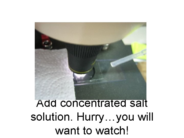 Add concentrated salt solution. Hurry…you will want to watch! 