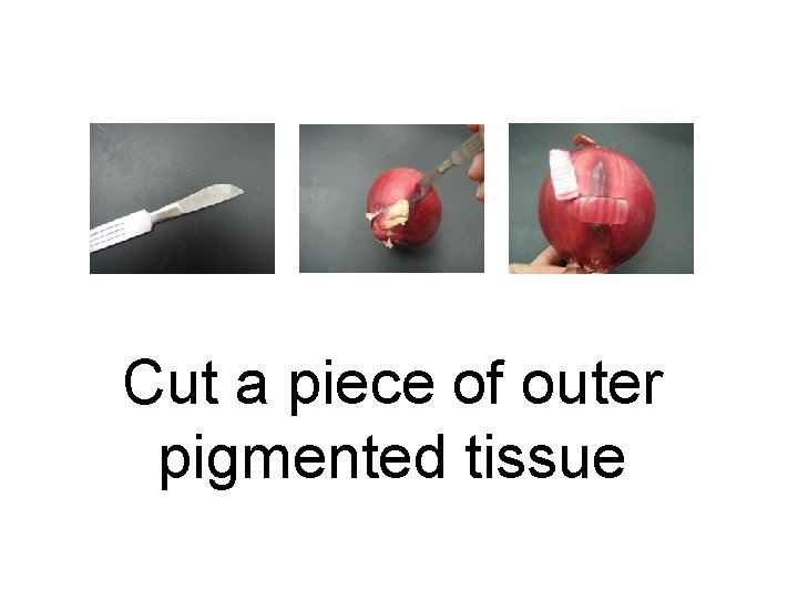 Cut a piece of outer pigmented tissue 