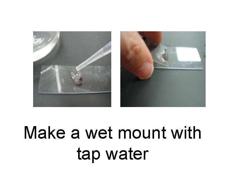 Make a wet mount with tap water 