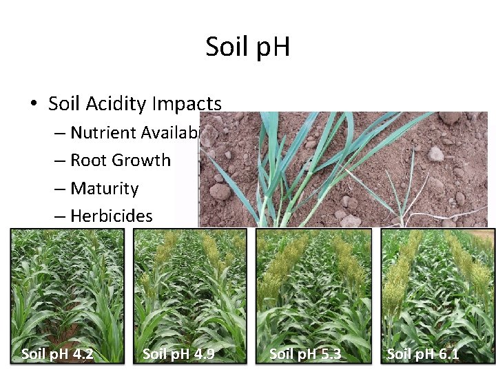 Soil p. H • Soil Acidity Impacts – Nutrient Availability – Root Growth –