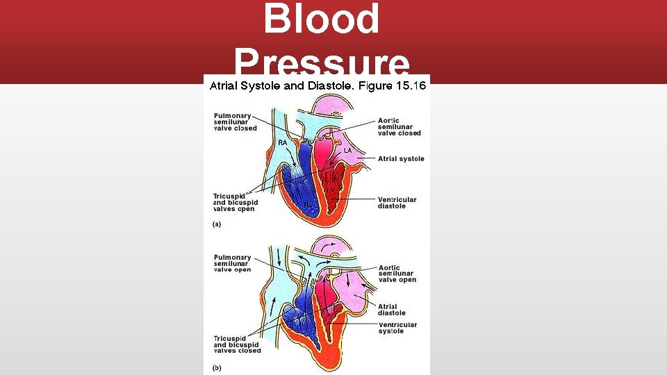 Blood Pressure 